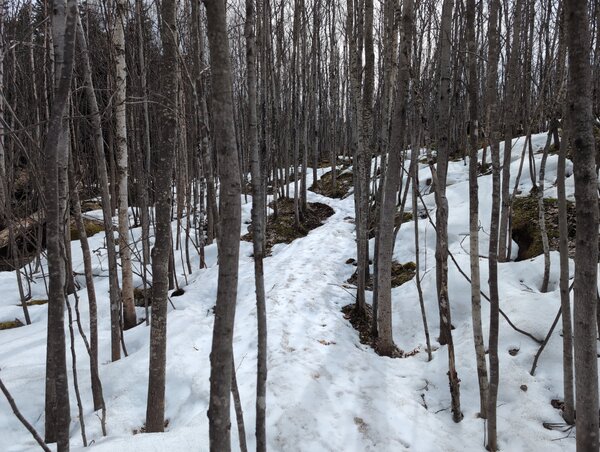 New growth forest and deepening snow