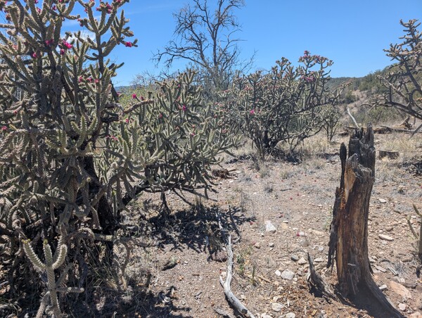 Cactus and sandy soil on top of the mesa