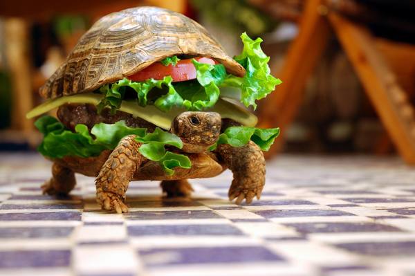 A rare but delicious turtle burger