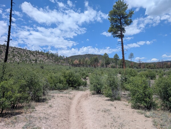 A hiking trail winds through shtubs toward a stand of ponderosa pines