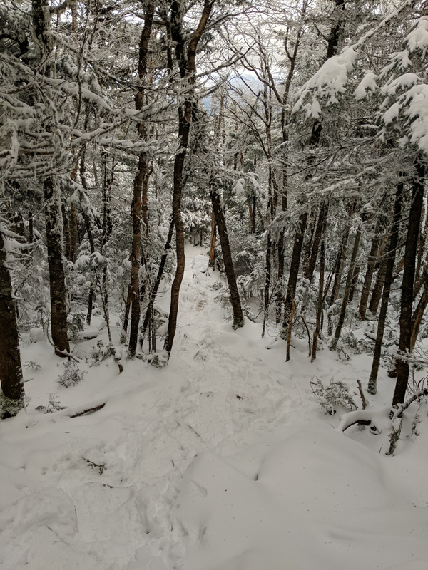 A trail of packed snow through the woods